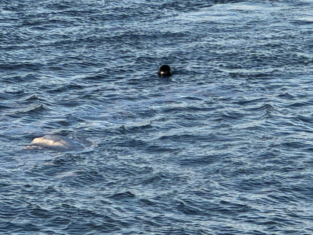 Seals hunting in freezing water